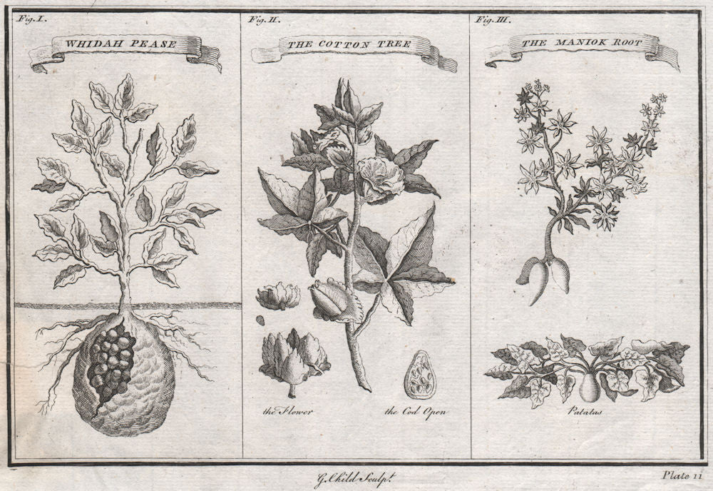 WEST AFRICAN PLANTS. Whydah Pease, The Cotton Tree, The Maniok Root 1746 print